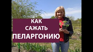 ПЕЛАРГОНИЯ. Как правильно высаживать пеларгонию (герань) в открытый грунт. ДАЧА