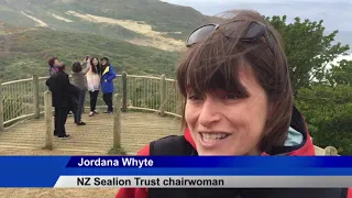 Visitors and sea lions collide on Dunedin beach