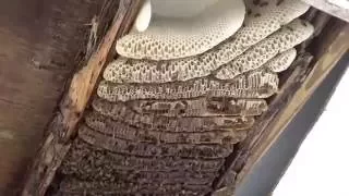 Huge honey bee removal from garage in Metairie, La