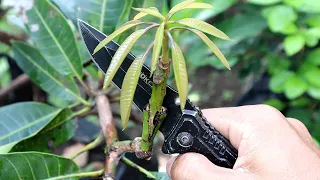 5 Awesome Idea On Grafting Mango Tree Real Not Click Bait!