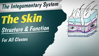 Human Skin | Integumentary System |  Function of Skin | Human Anatomy And Physiology | Hindi