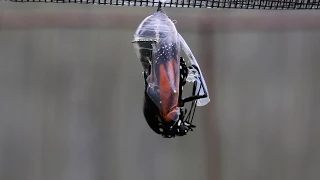 Adult Monarch Butterfly Emerges from its Chrysalis