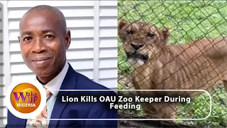 Tears As Lion Kills Zookeeper At Nigeria's Obafemi Awolowo University