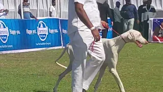 Mudhol  and Caravan hound in the ring