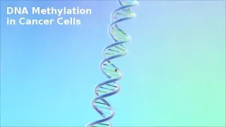 DNA Methylation in Cancer Cells