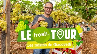 Le fresh. tour : à la rencontre de notre producteur de raisin !