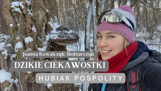 Dzikie Ciekawostki #1 - Hubiak pospolity | Przyroda | Grzyby | Joanna Kowalczyk-Bednarczyk