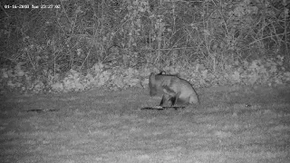 Suicidal rodent caught by rural female vixen fox