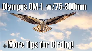 Olympus OM-1 with the Olympus 75-300mm Lens Performance & More Birding Tips and Best Settings ep.443