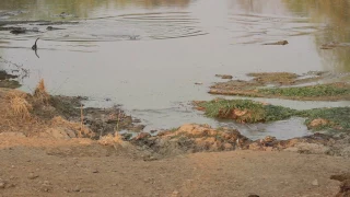 Impala narrowly escapes crocodile's jaws of death