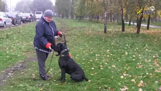 Дрессировка, пример и план занятия, сытый кане-корсо