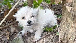 Tears rolling down his cheeks, the exhausted puppy lay curled up on the hill waiting for help