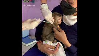 In the early morning mom take baby monkey ROJO to the hospital getting some medicine
