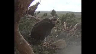 WARNING GRAPHIC - EAGLET RIPS LEG OFF STILL ALIVE CHICK!