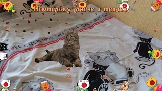 Друзья!С днем мартовских кошек и котов!