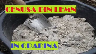 Aceste plante adoră CENUȘA! Cum se folosește cenușa în grădină pentru recolte bogate🍅🥒🫑🍆