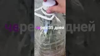 Как Укоренить черенки РОЗЫ с помощью банана #просто