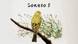 Soneto 5 (Canarinho)