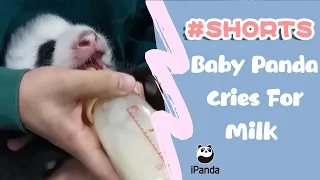 Baby Panda Cries For Milk | iPanda #shorts