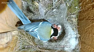 秩父の鳥便り　巣箱カメラ　シジュウカラの子育て　ヒナの誕生から巣立ちまでの記録