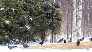 Birds' concert in the back of the winter  for cats  80 minutes