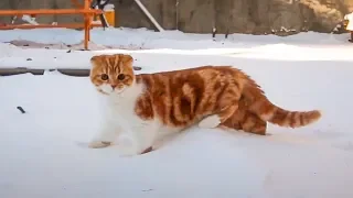 Cat see Snow For The First Time [Suri&Noel]