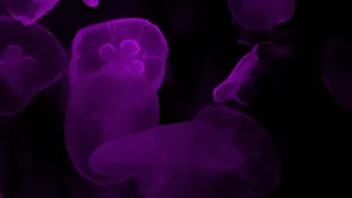 Deep Purple Jellyfish Aquarium | Soothing Sleep Music [10 Hours]