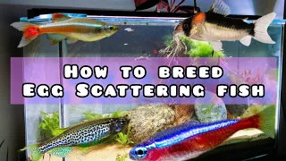 How to Breed Egg Scattering Fish, Sooooo Easy !!!