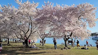 2023 Cherry Blossom Peak Bloom in DC Walk by Tidal Basin!