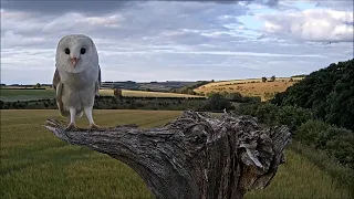 The Beautiful Moment a Barn Owl Lifts Off into the Air | Discover Wildlife | Robert E Fuller