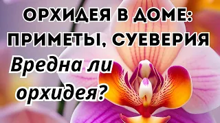 Орхидея в доме: приметы, суеверия. Можно ли держать орхидеи в спальне. Вредна ли орхидея?