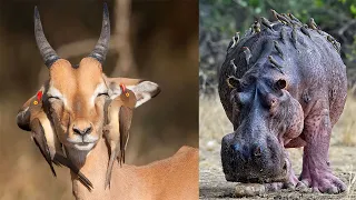 These Birds Clean These Animals For Free