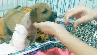 Puppy Crying Hard and Suffering from Dog-bite Wounds