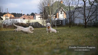 Dandie Dinmont terrier puppies