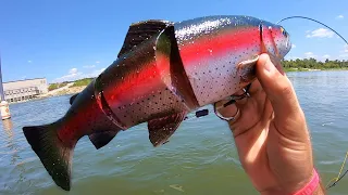 WHAT MONSTER eats a 12 INCH SWIMBAIT??!