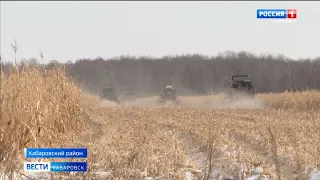 Несмотря на сугробы, в Хабаровском районе приступили к уборке кукурузы