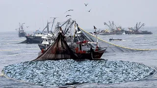 Amazing Big Catch Net Anchovy Fish on The Boat - Anchovy Fishing Net, Canning processing in factory