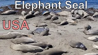 🇺🇸 Elephant Seal Vista Point California USA 4K 2022