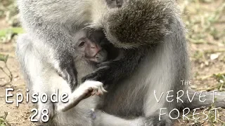 Orphaned Baby Vervet Monkeys Join Foster Families - Ep. 28