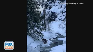 Elk Seen Swimming By Creek Near Stevens Pass, Washington