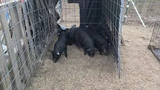 Taking the Piglets to the Vet