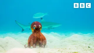 How many brains does an octopus have? | Spy in the Ocean