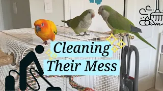 Easy and Effective Ways to Clean Your Bird's Cage + Surroundings