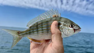 Reef Fishing with Live! PINFISH for a delicious dinner - Offshore Fishing