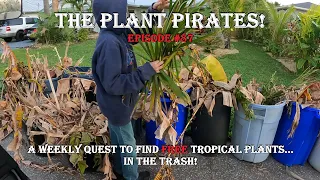 Finding FREE Tropical Plants in the Trash! The Plant Pirates Episode #87