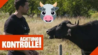 Ein erfülltes Büffelleben? 🐮 Tierhaltung kontrolliert! |1/2| Kabel Eins | Achtung Kontrolle