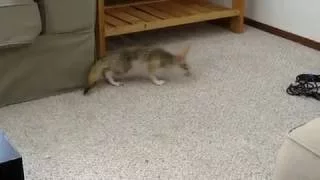 Fennec Fox Dries off After Bath Part 02