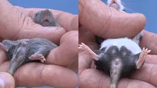 Sexing Mouse