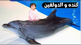 Dolphin Show in Dubai FULL VIDEO (HD) | Sea World's Dolphin Show Live