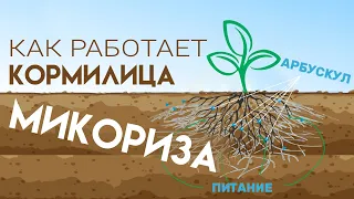 Разбираемся в Кормилице Микоризе: принципы, преимущества, правила